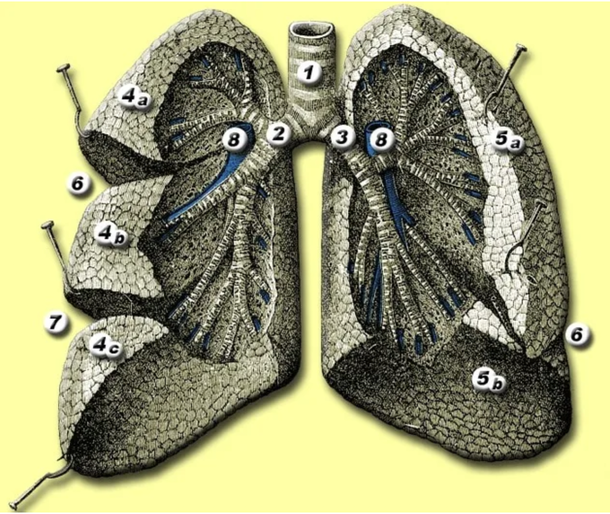 FoXAI for Pneumonia